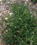 Astragalus hamosus